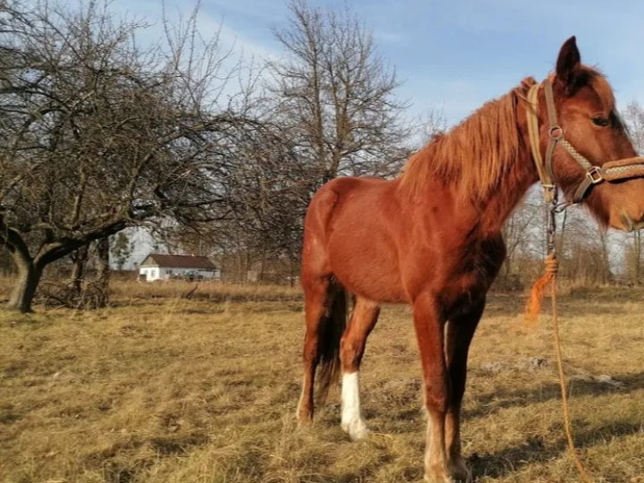 Скільки коштують коні на Волині: огляд цін