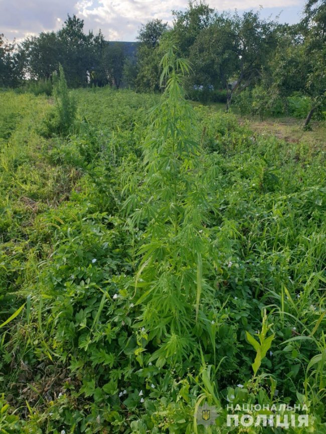 У Луцькому районі поліція виявила плантацію конопель. ФОТО