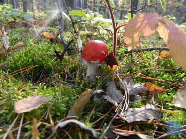Повні кошики грибів: волинянка похизувалась своїм «уловом». ФОТО