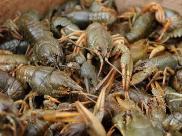 З 1 грудня на Волині вилов раків буде заборонений