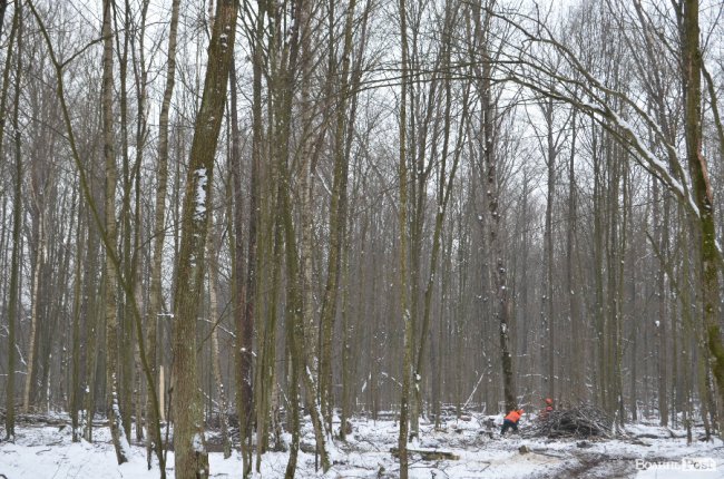 Жнива у зимовому лісі: як на Волині заготовляють деревину. ФОТО