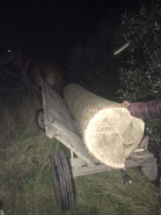 За повторну крадіжку лісу волинянин може опинитися за ґратами 