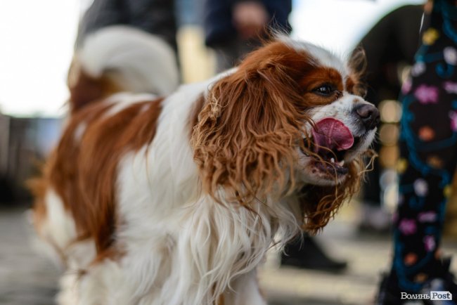 Яскраво, весело і смачно: на «Юпітері» відсвяткували День доброго сусіда. ФОТОРЕПОРТАЖ*