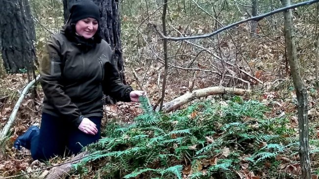 У парку на Волині виявили рідкісну рослину