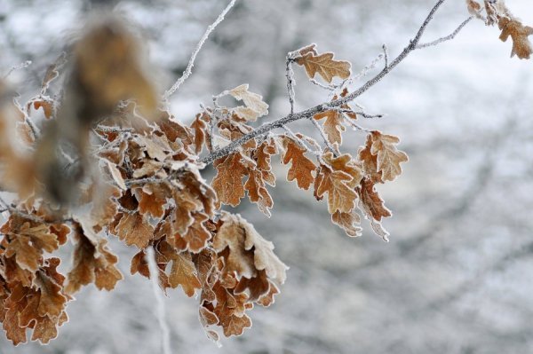 Засніжений Луцьк очима фотографа
