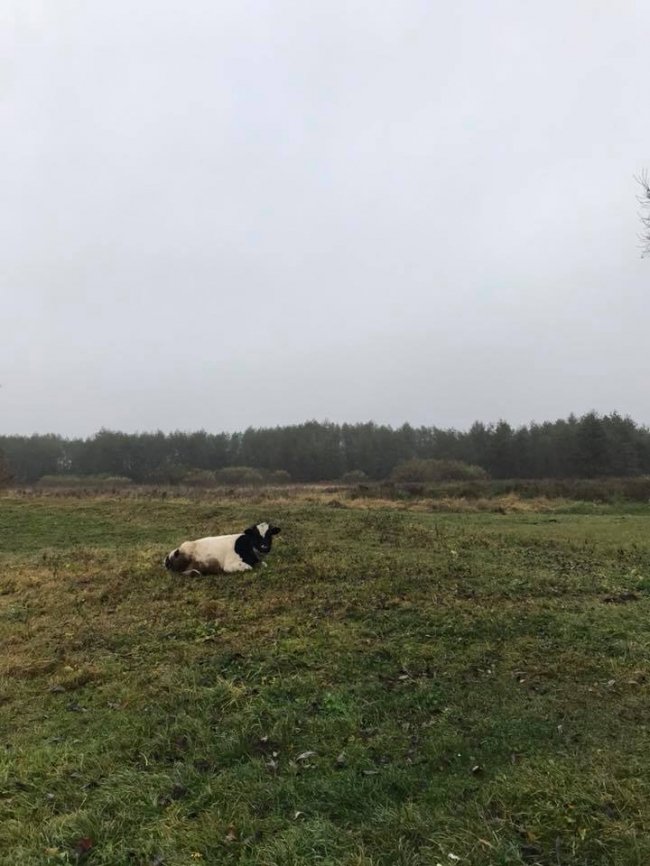 «Риболовля – це класно, якщо ви не провалюєтесь у боброву яму», – волинська журналістка