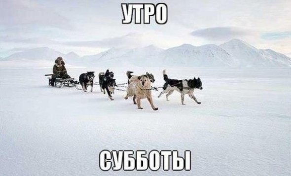 Апокаліптичний Київ і білі ведмеді: інтернет далі «смалить». Підбірка приколів №4