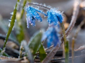 На вихідних у західних областях України очікують заморозки