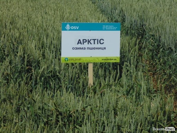 День поля на «Волинь-зерно-продукті». ФОТО*