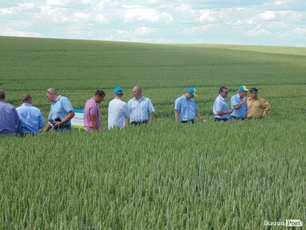 День поля на «Волинь-зерно-продукті». ФОТО*