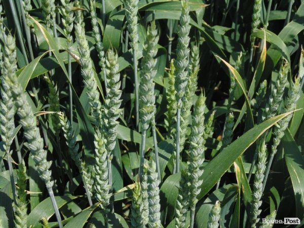 День поля на «Волинь-зерно-продукті». ФОТО*