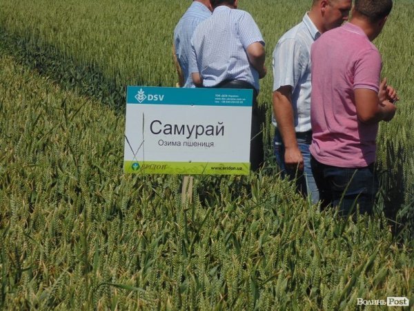 День поля на «Волинь-зерно-продукті». ФОТО*