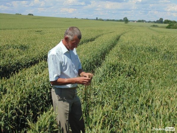 День поля на «Волинь-зерно-продукті». ФОТО*