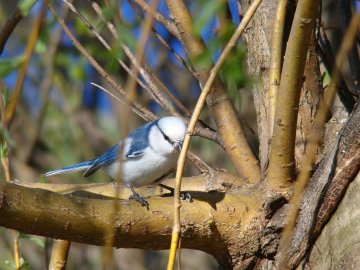 Маленькі і прудкі: пернаті мешканці нацпарку на Волині. ФОТО