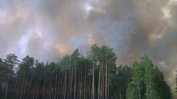 Під Луцьком кілька днів горів ліс. ФОТО