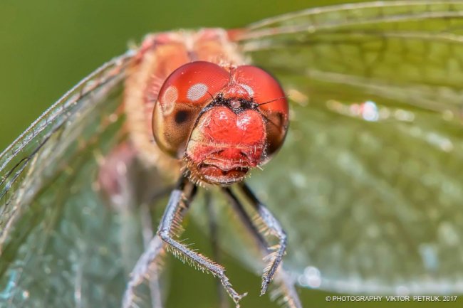 Останній день літа на світлинах луцького фотографа