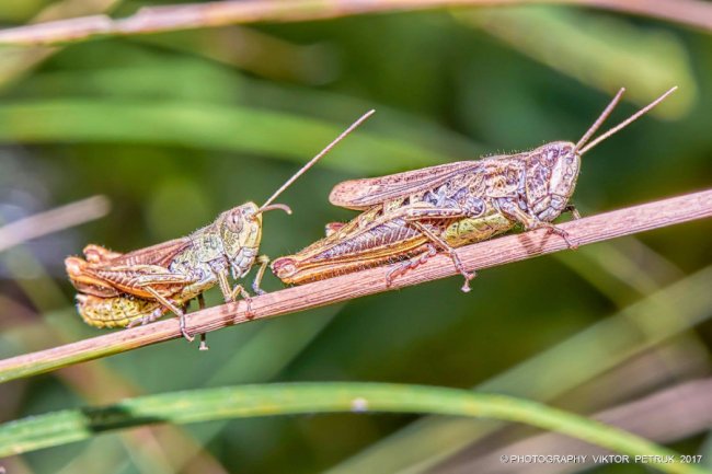 Останній день літа на світлинах луцького фотографа