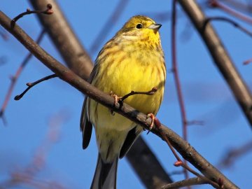 Перната вівсянка позувала для волинського фотографа