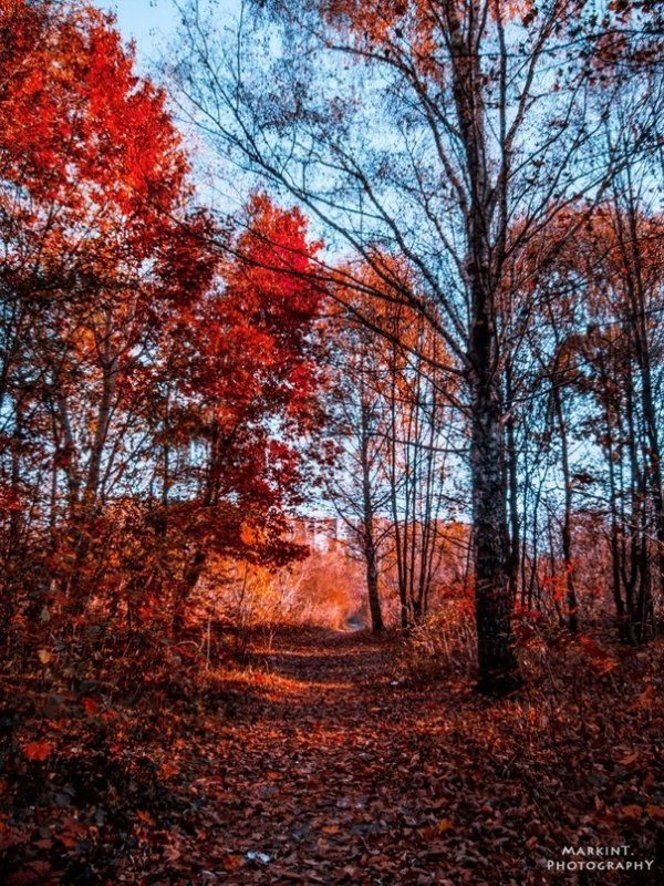 Луцькі парки восени. ФОТО