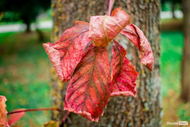 Жовто-багряний настрій: Луцьк на осінніх світлинах