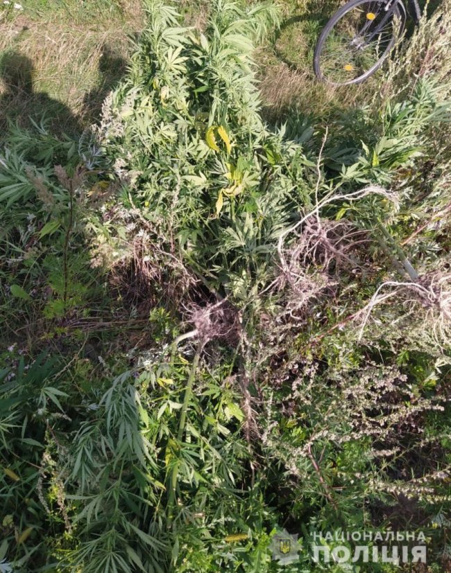 Волинянин на городі вирощував коноплю. ФОТО