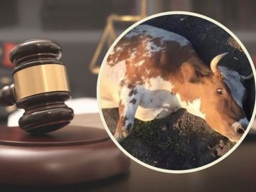 Прив’язав тільну корову до трактора і тягнув кілька кілометрів: зловмиснику оголосили вирок