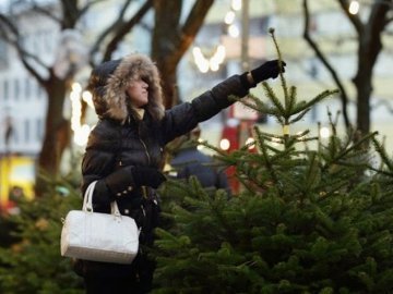 Затвердили місця продажу новорічних ялинок у Луцьку
