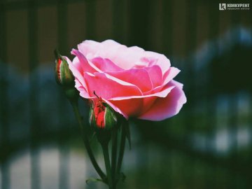 Подружжя з Луцька щороку висаджує квіти у «CITY PARK». ФОТО