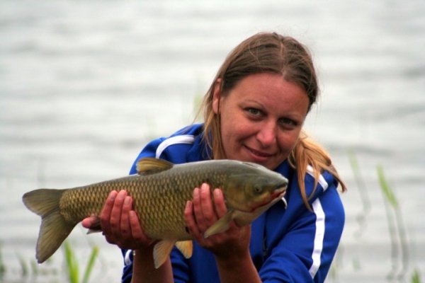 На Волині ловитимуть коропа дев'яносто дев'ять годин. ФОТО