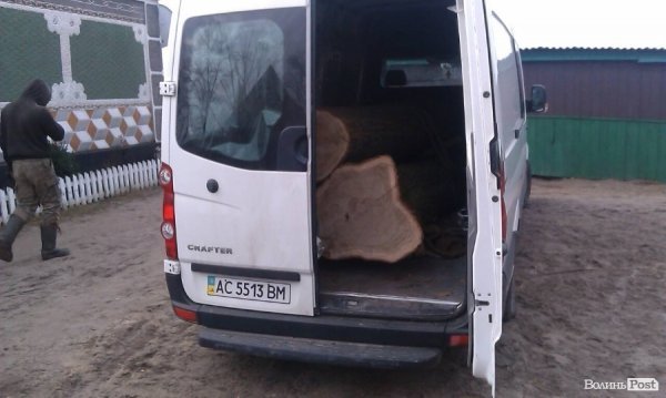 Дуб, сосна, вільха – волиняни і далі крадуть ліс. ФОТО