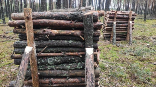 У громаді на Волині всі школи та дитсадки опалюватимуть дровами і торфобрикетом