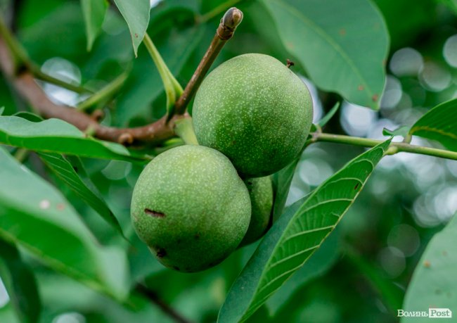 Соковиті й налиті сонцем дарунки осені: що вродило в садах і на городах лучан. ФОТО