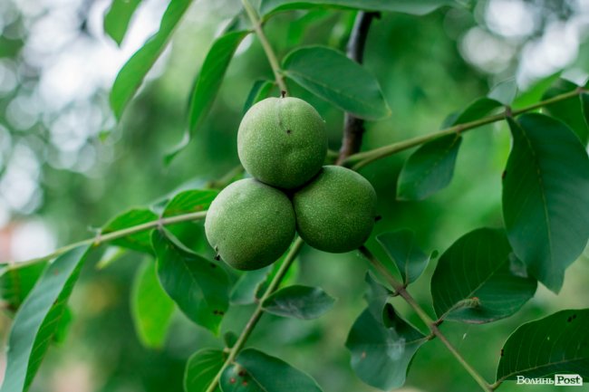 Соковиті й налиті сонцем дарунки осені: що вродило в садах і на городах лучан. ФОТО