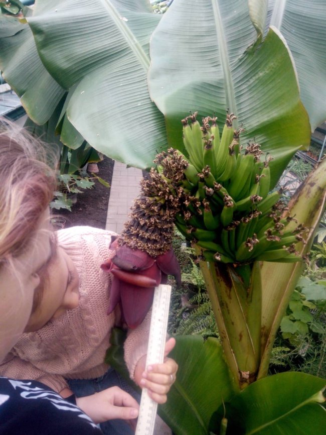 Екзотична теплиця школярів з Волині – найкраща в Україні. ФОТО