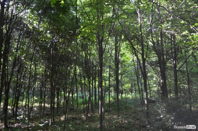 Коркове дерево та величні дуби: як на Волині приживаються «незвичні» дерева