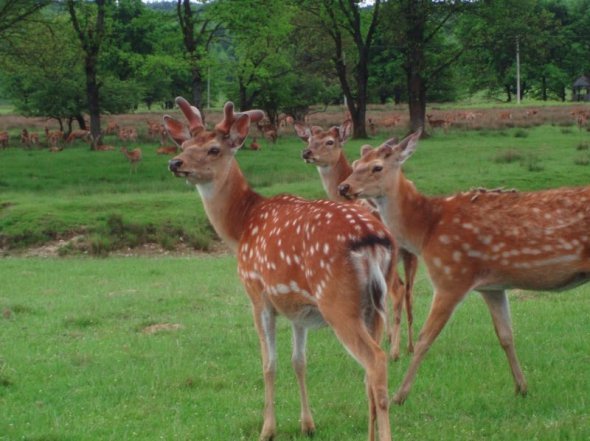 Топ-5 екзотичних ферм України. ФОТО