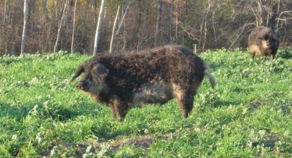 Топ-5 екзотичних ферм України. ФОТО