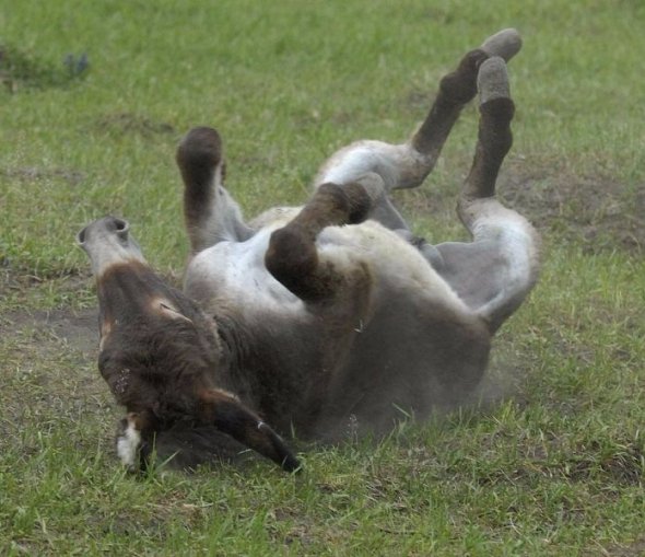 Топ-5 екзотичних ферм України. ФОТО