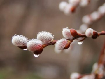 Погода у Луцьку на завтра, 25 лютого