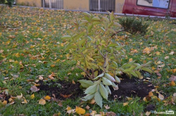 У центрі Луцька озеленили сквер. ФОТО