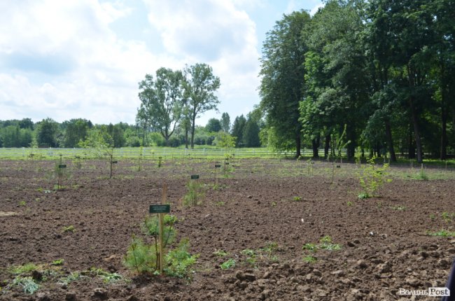 На Волині створили дендропарк з унікальними деревами