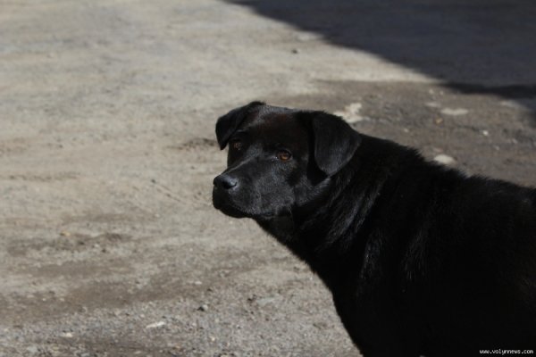 Волинські рятувальники показали свій автопарк. ФОТО