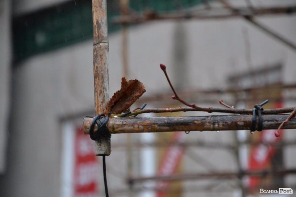 У центрі Луцька садять нові дерева