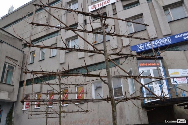 У центрі Луцька садять нові дерева