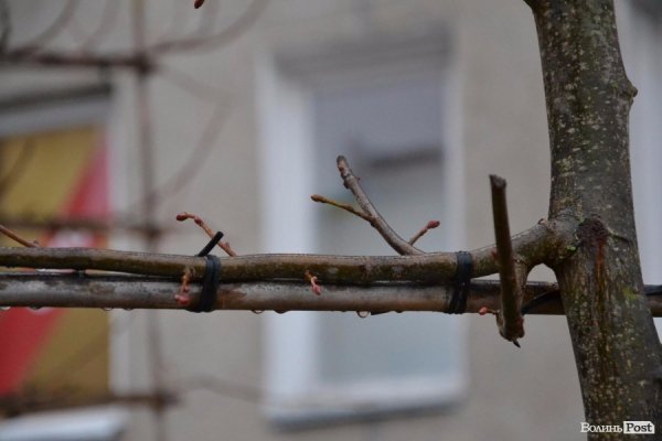 У центрі Луцька садять нові дерева