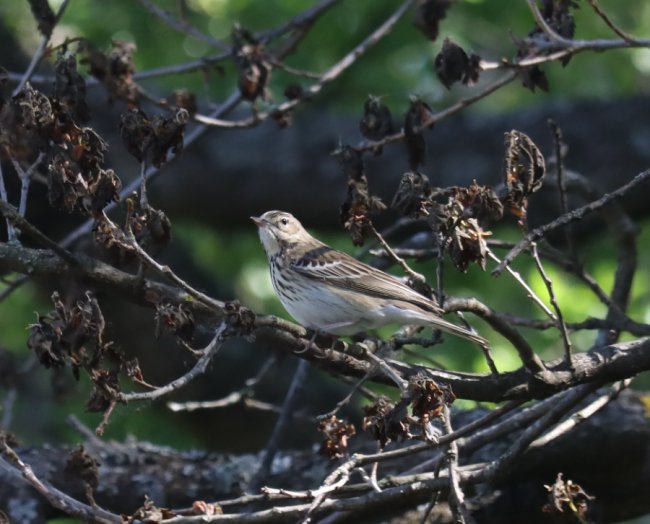 У волинському нацпарку «вполювали» червонокнижного лелеку. ФОТО