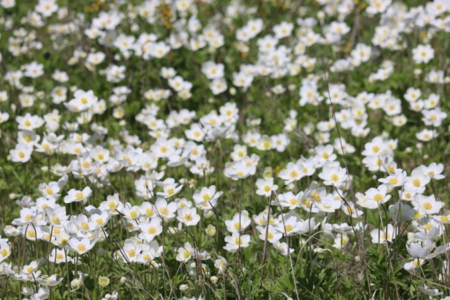 У волинському нацпарку «вполювали» червонокнижного лелеку. ФОТО