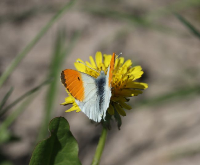 У волинському нацпарку «вполювали» червонокнижного лелеку. ФОТО