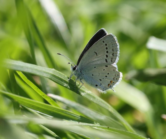 У волинському нацпарку «вполювали» червонокнижного лелеку. ФОТО