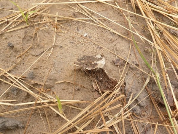 На Волині мародери зруйнували братську могилу. ФОТО